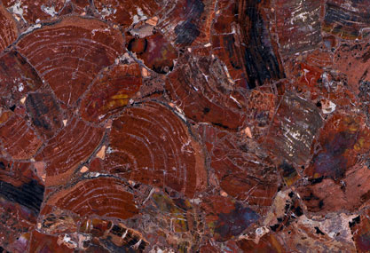 Petrified wood